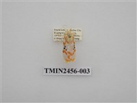 藏品(三斑聯苔蛾)的圖片